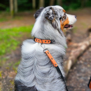 Leather dog collar with personalization